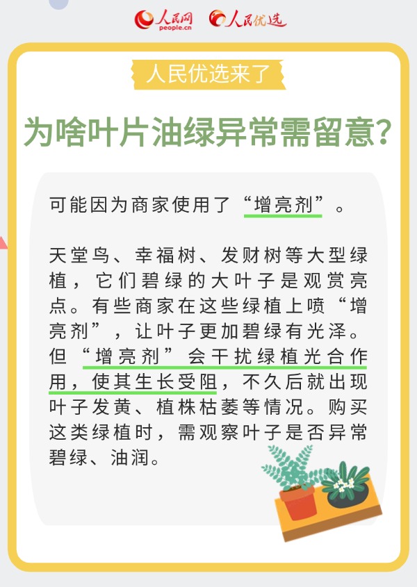 室內花卉綠植怎么選？實用小貼士請查收