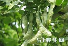這種長在樹上的“大米”，被稱為“平民的燕窩”，不知你吃過沒？