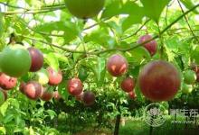 這種水果的營(yíng)養(yǎng)價(jià)值比蘋(píng)果高10倍！