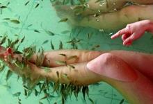 喜愛讓小魚吃掉腳上的死皮？當(dāng)心脫甲癥