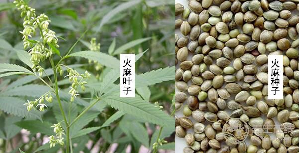 秦始皇求的長生不老藥，據說就是它