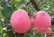 別輕易吃藥，哪不舒服，就吃哪種水果吧