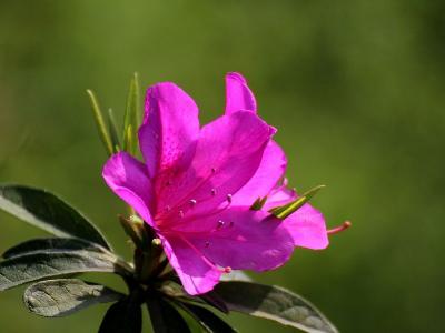 杜鵑花的養(yǎng)生功效以及杜鵑花的作用