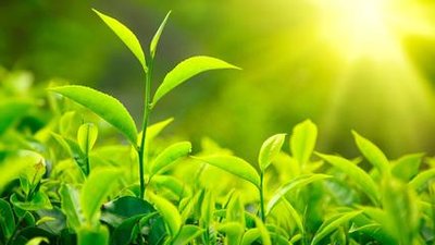 蒲公英和綠茶一起泡水有哪些功效