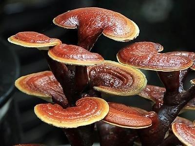 靈芝和那些食材一起煲湯營養價值更好