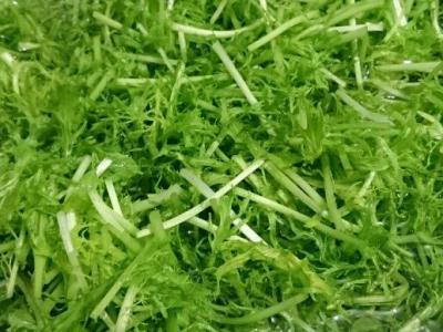 銀絲菜的作用與功效