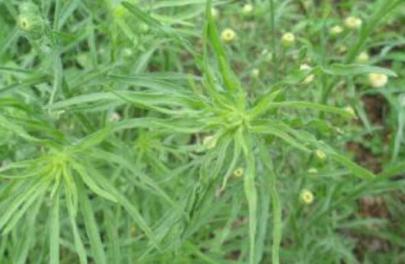 野塘蒿的作用與功效 野塘蒿的不良反應(yīng)與禁忌