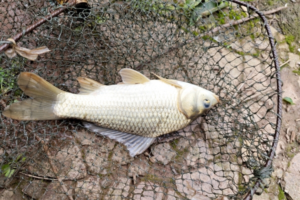 鯽魚湯的功效與作用、禁忌和食用方法
