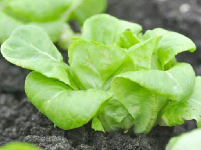 蜂蜜水減肥法有哪些？如何用蜂蜜減肥？