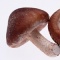 香菇蝦釀鵪鶉蛋的做法-咸鮮味蒸菜譜-易網<a href=http://www.weilaijie.cn/ target=_blank class=infotextkey>健康養生</a>網 香菇蝦釀鵪鶉蛋的做法-咸鮮味蒸菜譜
