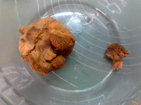 參芪猴菇燉雞的做法-咸鮮味燉菜譜-易網健康養生網 參芪猴菇燉雞的做法-咸鮮味燉菜譜