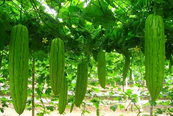 初夏養(yǎng)生吃什么？美食小編告訴您…