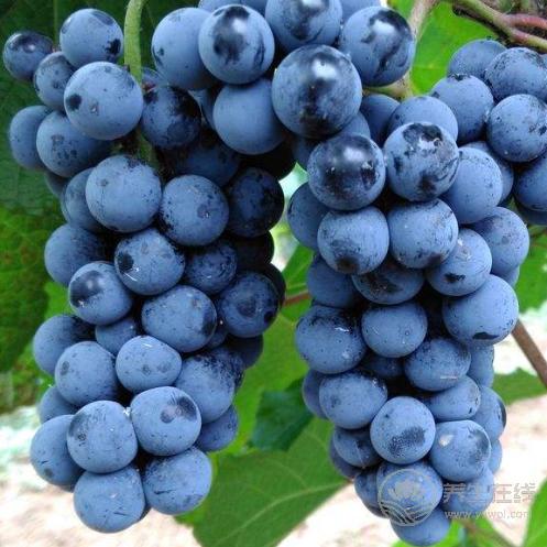 秋季養(yǎng)生法則：常吃葡萄，能收獲3大好處
