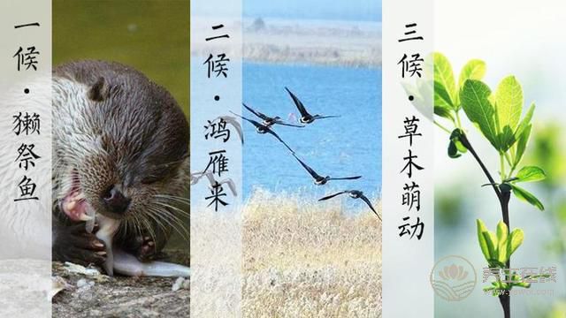雨水——好雨知時節, 當春乃生發 雨水——好雨知時節, 當春乃生發