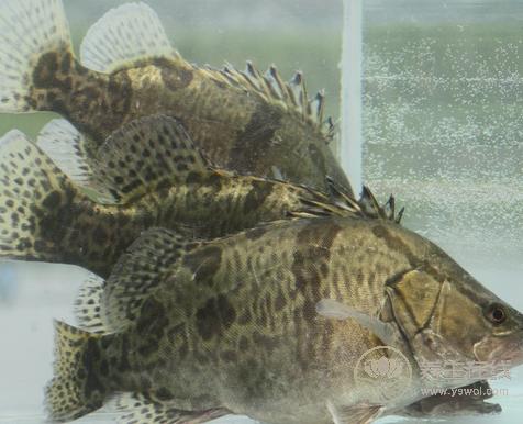 春季吃魚有什么好處,三種魚可補肝益腎 春季吃魚有什么好處,三種魚可補肝益腎