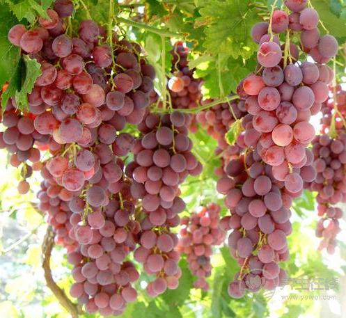 秋季養(yǎng)生法則：常吃葡萄，能收獲3大好處