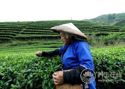 清明茶什么時候采？喝清明茶有哪些好處