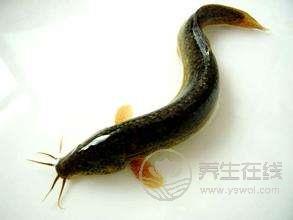 “仲夏,<a href=http://www.weilaijie.cn/jkys/ target=_blank class=infotextkey>養生</a>良機”之肉補篇 “仲夏,養生良機”之肉補篇