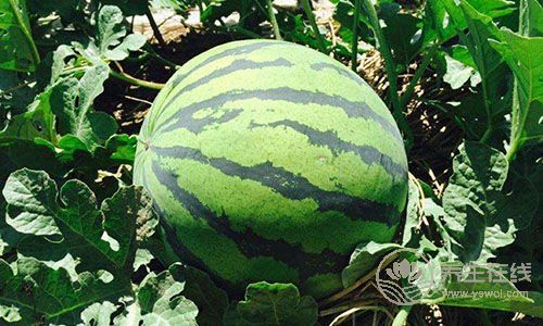 夏季吃5種水果，抗感冒超有用！