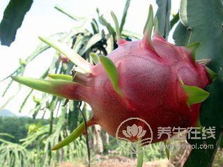 這5種水果，夏天為什么非吃不可？