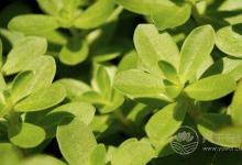 夏季濕氣重怎么辦？不妨多吃這5種食物