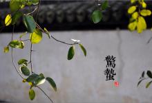 2018驚蟄時(shí)間_驚蟄是什么時(shí)候_吃什么養(yǎng)生_驚蟄習(xí)俗