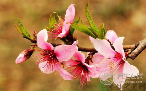三月桃花癲：春季應(yīng)加強(qiáng)防范精神疾病作祟