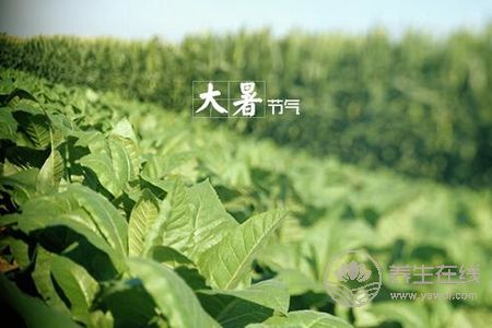 大暑預(yù)防哪些疾病發(fā)生?