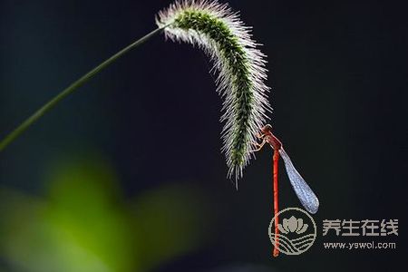處暑節氣的含義是什么?處暑后就涼快了嗎?