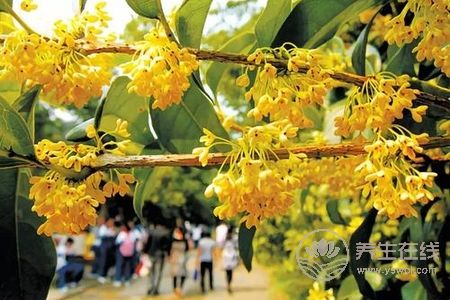 中秋節(jié)習(xí)俗有哪些?中秋節(jié)的由來是什么?