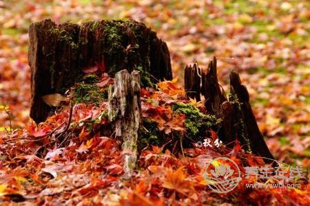 節氣里的秋分是什么意思?秋分節氣的習俗有哪些?