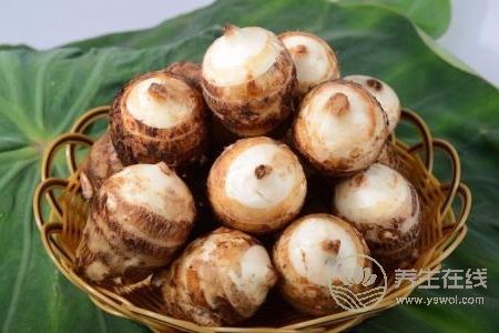寒露養生吃什么菜?寒露養生食譜有哪些?