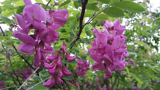 留住春天的味道——凍槐花餃子餡怎么做更美味?-易網<a href=http://www.weilaijie.cn/ target=_blank class=infotextkey>健康養生</a>網 留住春天的味道——凍槐花餃子餡怎么做更美味?