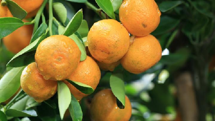冬季最怕上4種火 6種降火食物千萬別錯過