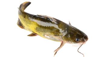 冬季吃什么海魚好?5魚可吃-易網健康<a href=http://www.weilaijie.cn/jkys/ target=_blank class=infotextkey>養生</a>網 冬季吃什么海魚好?5魚可吃