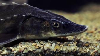 冬季吃什么海魚好?5魚可吃-易網健康養生網 冬季吃什么海魚好?5魚可吃