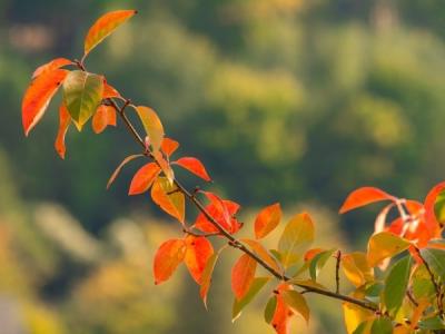 三秋養(yǎng)生 各有側(cè)重
