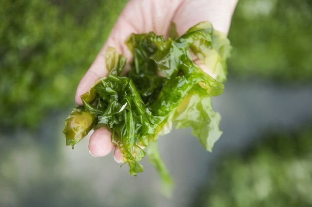 夏天溫補的食物，具體有哪些？