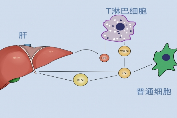 秋季怎么養(yǎng)肝護(hù)肝