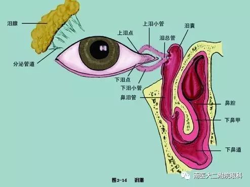 淚道阻塞的癥狀和危害有哪些？