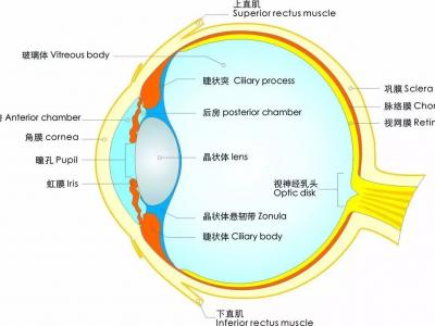 視力越來越差？關于護眼防近視的六大誤區，你中招了么？