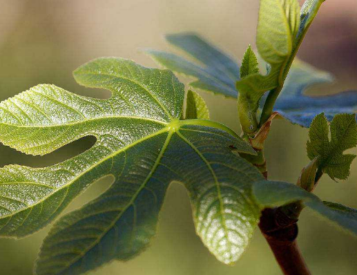 無花果葉泡水喝的功效