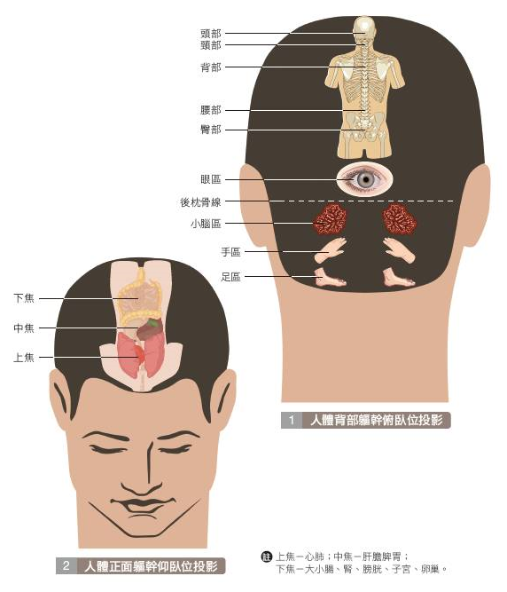 梳頭按摩的5種方式!梳頭能改善頭痛、高血壓、中風等疾病-易網健康養生網 梳頭按摩的5種方式!梳頭能改善頭痛、高血壓、中風等疾病