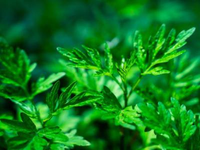 長期手腳冰涼怎么調理，4種治療手腳冰涼的土偏方