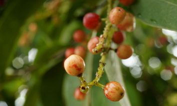 五味子泡水喝竟有6個害處（五味子泡水喝的方法）