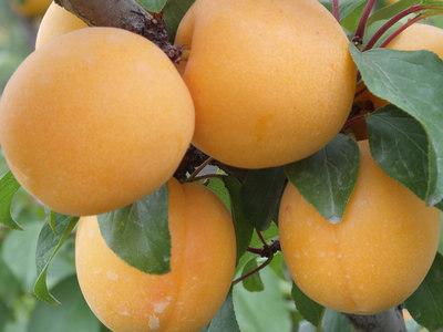 杏學名：杏，英文：Apricot