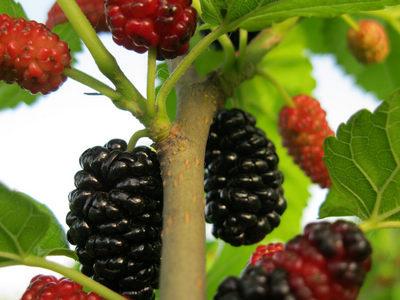桑葚學(xué)名：桑葚，英文：Mulberry
