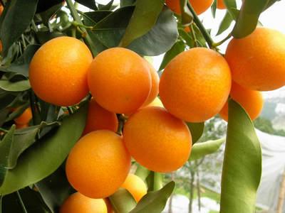 金桔學名：金桔，英文：Kumquat