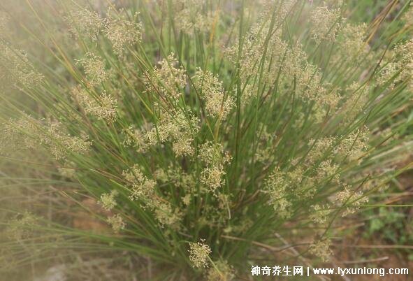 燈心草的毒性很大圖片，有較強(qiáng)腎毒性誤食會(huì)中毒(燈芯草)