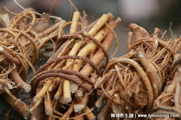 五指毛桃的副作用太大了，中毒反應肝損傷7大危害(六種人不宜吃)